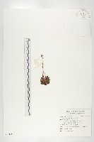 小毛氈苔藏品圖，第1張