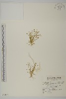 瓜槌草、漆姑草藏品圖，第1張