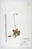 黃鵪菜藏品圖，第1張