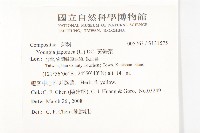 黃鵪菜藏品圖，第2張