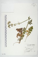 登錄號:S131576藏品圖，第1張