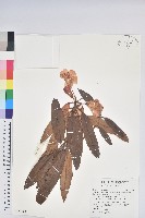 玉山杜鵑藏品圖，第1張