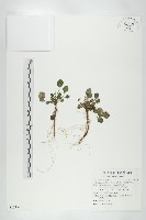 倒卵葉裂緣花藏品圖，第1張