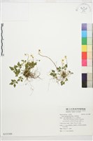 五葉黃連藏品圖，第1張