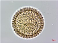 臺灣瑞香藏品圖，第2張