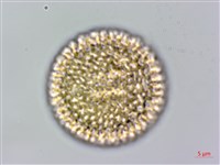 臺灣瑞香藏品圖，第3張