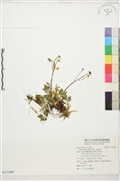 五葉黃連藏品圖，第1張