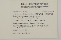 福建賽衛矛、福建假衛矛藏品圖，第2張