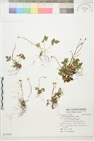 五葉黃連藏品圖，第1張