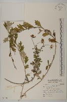 森氏菊藏品圖，第1張