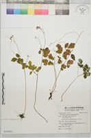 傅氏唐松草藏品圖，第1張