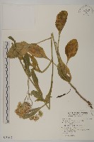 日本假蓬藏品圖，第1張