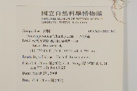 日本假蓬藏品圖，第2張