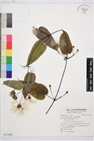 亨利氏鐵線蓮藏品圖，第1張