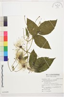 銹毛鐵線蓮藏品圖，第1張