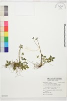 五葉黃連藏品圖，第1張