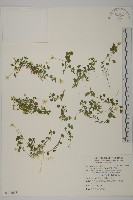 阿里山卷耳藏品圖，第1張