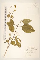 雙花蟛蜞菊藏品圖，第1張