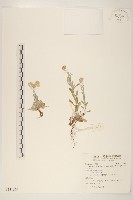 鼠麴草藏品圖，第1張