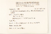 鼠麴草藏品圖，第2張