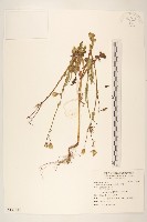 苦滇菜、苦菜藏品圖，第1張