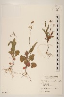 紫背草藏品圖，第1張