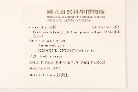 紫背草藏品圖，第2張