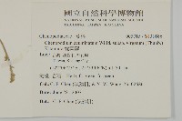 變葉藜藏品圖，第2張