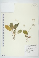 黃鵪菜藏品圖，第1張