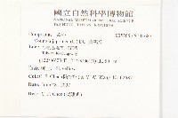 黃鵪菜藏品圖，第2張