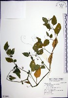 光果龍葵藏品圖，第1張