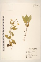 雙花蟛蜞菊藏品圖，第1張
