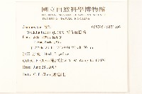 雙花蟛蜞菊藏品圖，第2張