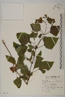 假藿香薊藏品圖，第1張