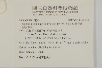 假藿香薊藏品圖，第2張