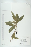 杜英、山杜英、蘭嶼杜英藏品圖，第1張