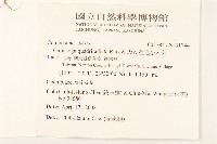 粗毛小米菊藏品圖，第2張