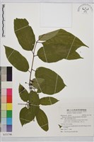 中原氏鼠李藏品圖，第1張