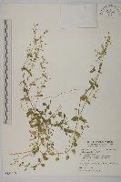 繁縷藏品圖，第1張