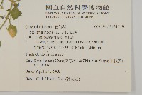 繁縷藏品圖，第2張