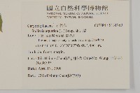 鵝兒腸藏品圖，第2張