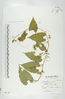 斑花青牛膽藏品圖，第1張