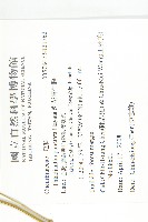 斑花青牛膽藏品圖，第2張