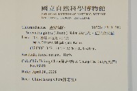 草珊瑚、紅果金粟蘭藏品圖，第2張