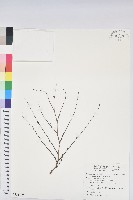 紅仔珠藏品圖，第1張