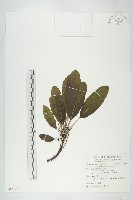 虎皮楠藏品圖，第1張