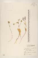 細葉剪刀股藏品圖，第1張