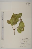 日本衛矛, 大葉黃楊藏品圖，第1張