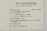 日本衛矛, 大葉黃楊藏品圖，第2張