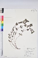 紫斑大戟藏品圖，第1張